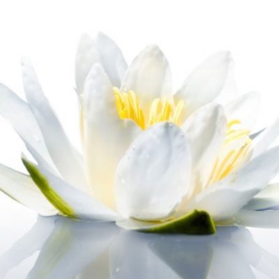 floating_blume[1]